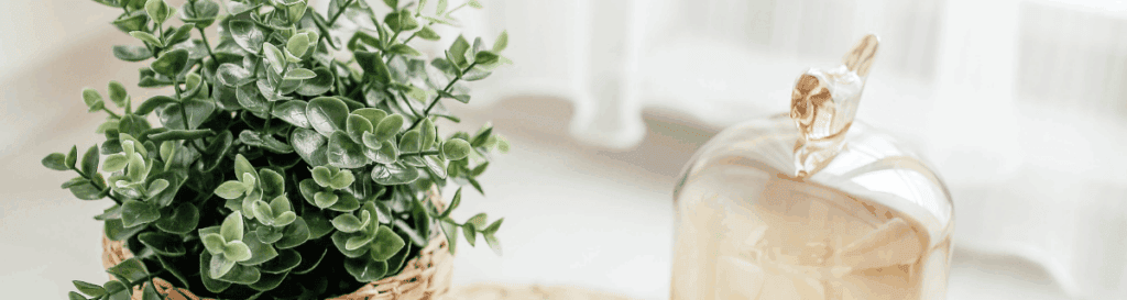 wellness clinic plant